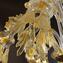Venetian Chandelier - Secolo Gold - Original Murano Glass