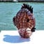Pesce Vivace - Con foglia argento - Vetro Murano Originale OMG 
